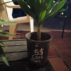 Corn Plant