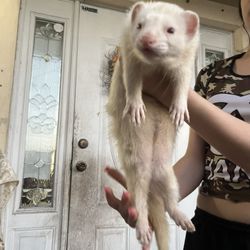 albino Ferret