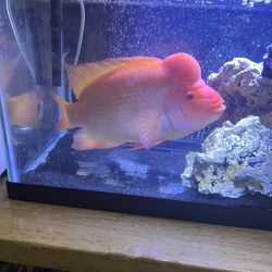 Fish For Sale  Red Devil 