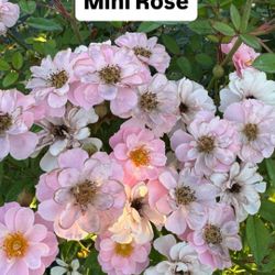 🌹 Plant: Mini Rose