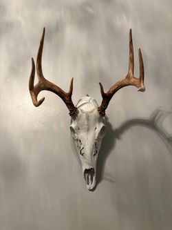 Taxidermy -Deer skull