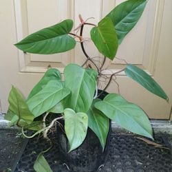 Large Red Emerald Philodendron Aroid 3 Gallon Pot