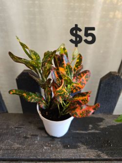 Croton plant