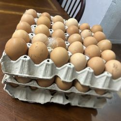 Organic Chickens Eggs 🍳 