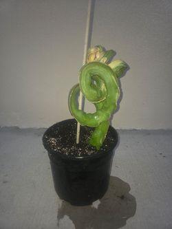 Worth Variegated Dragon Fruit (Rooted)
