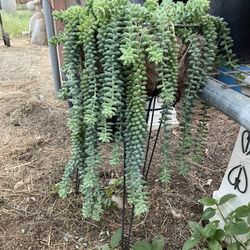 Miscellaneous Large Plants