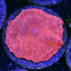 Fuchsia Dream Mushroom 