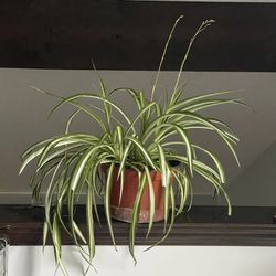 Large Spider Plant live
