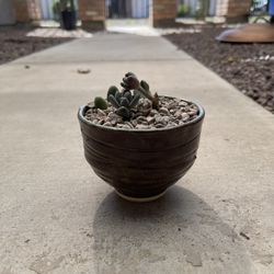 Succulent In Handmade Glazed Pot $3