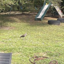 Swing Set Only $555 Cost 1000 Plus Set Up 2022