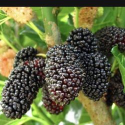 Mulberry 1 Gallon Plant Fully Rooted  Plant