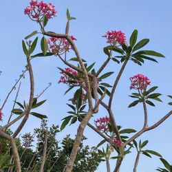 Plumeria Frangipani Hawaiian Flower