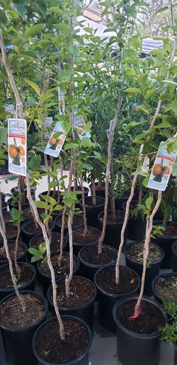 Arboles frutales