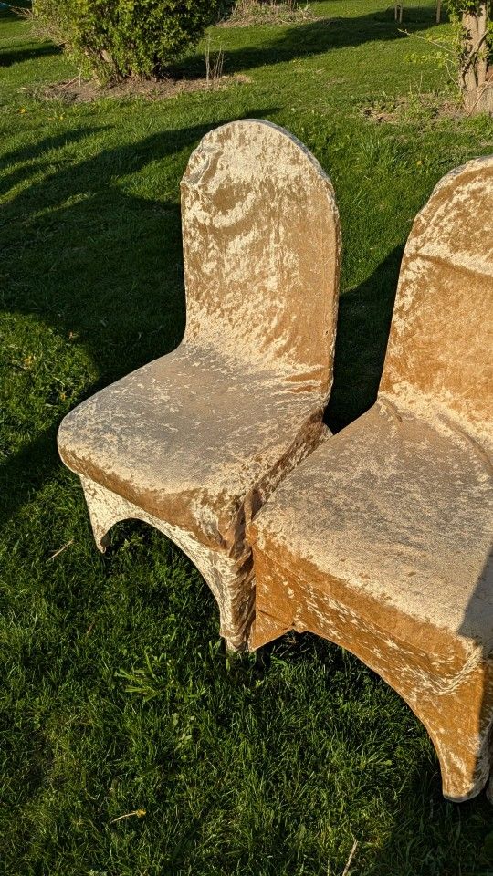 Golden Banquet Chair Covers
