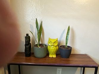 Snake plants w decorative pieces