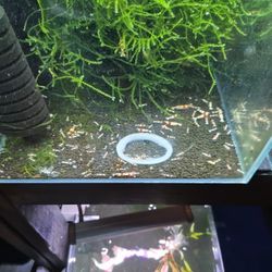 Crystal Red Shrimp Food