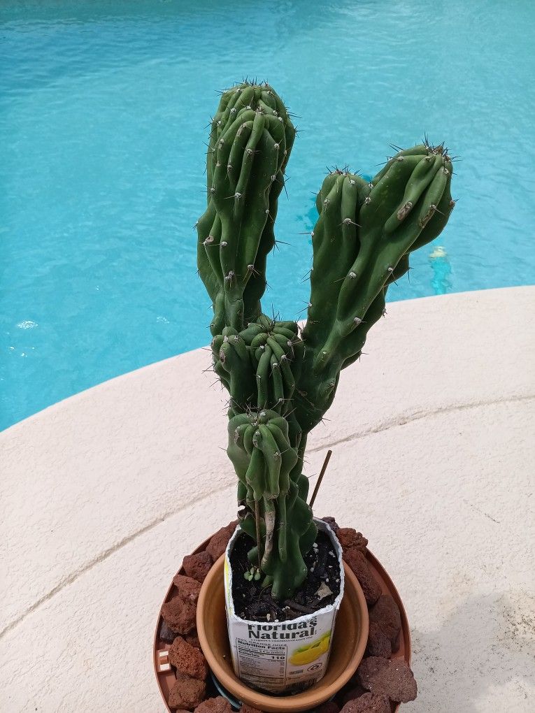 16x8" Monstrose Peruvian Apple Cactus Rooted In Pot $50 -Ship $15