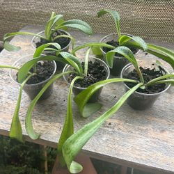 Leopard Lily Plants