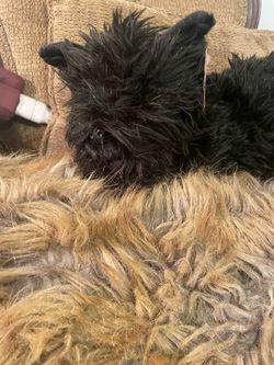 Cute stuffed animal