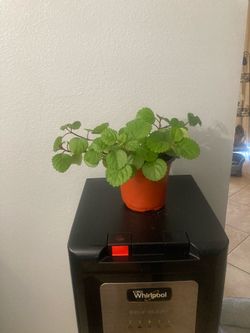 Swedish Ivy or millionaire plant