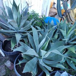 Blue Flame Agave Plants