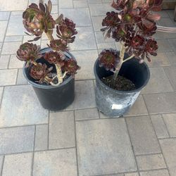 Aeonium Black Rose Plant 
