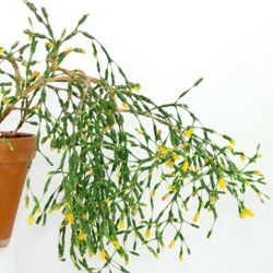 Rare Dancing Bones Cactus Plant/ House Plant/ Indoor Plant Flower 