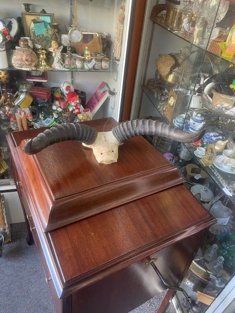 Vintage Large Antelope Horns Taxidermy 17 By 12