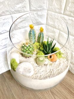 Beautiful terrarium with Cacti and succulents