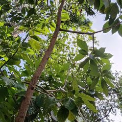 Wall Mounted To The Beam Of Triple Glass Shelf Chrome Mint Condition Only $10 Call Best Open