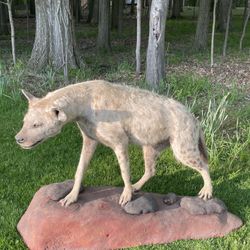 Spotted Hyena Full Body Taxidermy Mount - READ DESCRIPTION