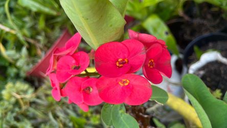 Planta corona de cristo