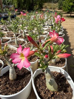 Desert Rose Plants