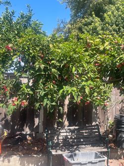 Wax Apple