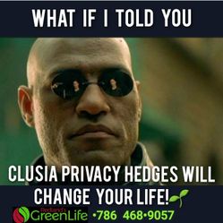 ● Clusia Privacy Hedges Delivered Or Installed