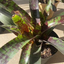 Bromeliad NEOREGELIA LECTER Plant