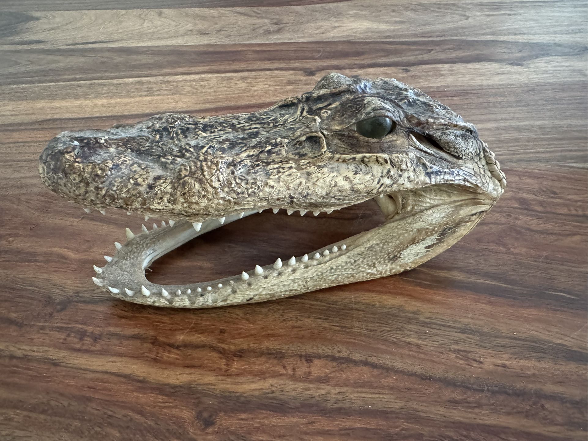 Alligator Decor