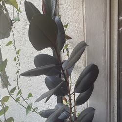 Large Rubber Plant/ Tree. 