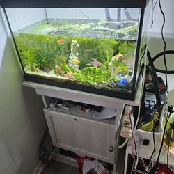 20 Gallon Fish Tank With Stand