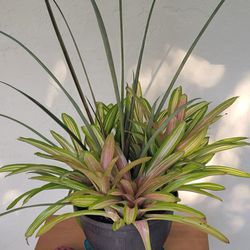 Big Plants In Big Pot
