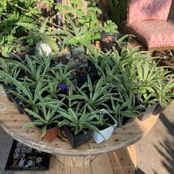 Variegated Spider Plants 