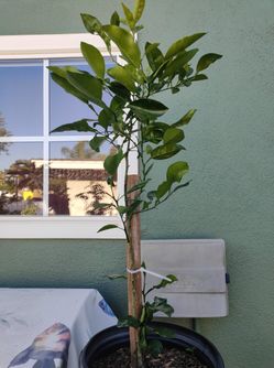 Limón Mexicano Chiquito Verde