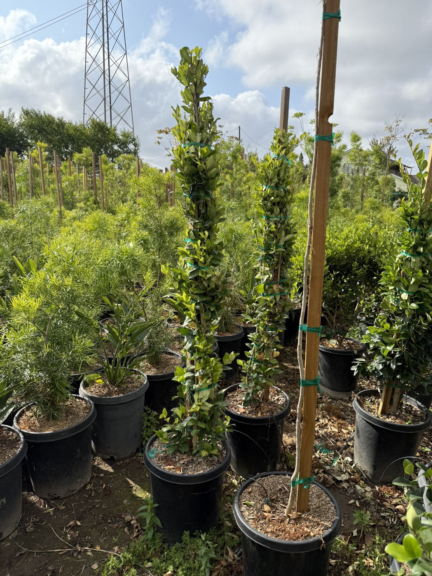 Ligustrum japonicum