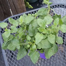 Lemon Balm Herb 