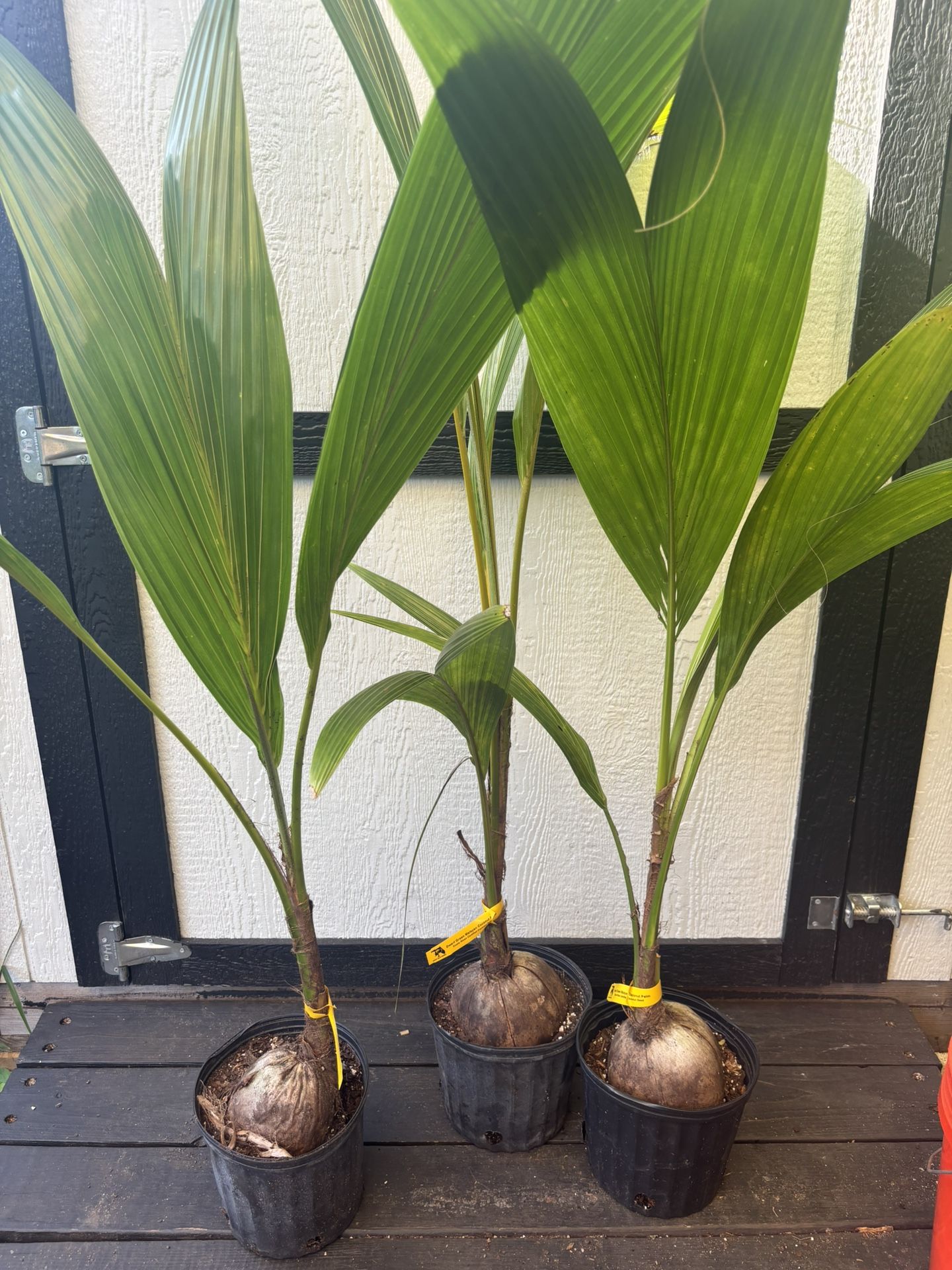 Dwarf Green Malayan Coconut Palm Tree ( Free Delivery)