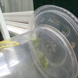 Exotic Praying Mantis