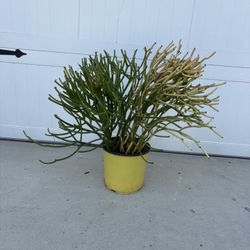 Fire Stick Succulent Plant 20” height 