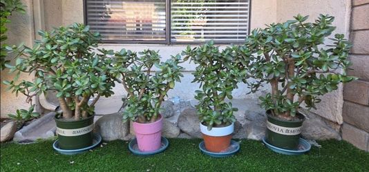 Jade Plant w/ Pot (Lot of 4) / 27"~30" Tall from Ground