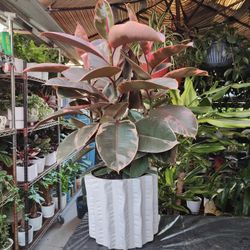 Ficus Elastica Rubi Indoor Plant 
