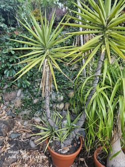Plants For Sale